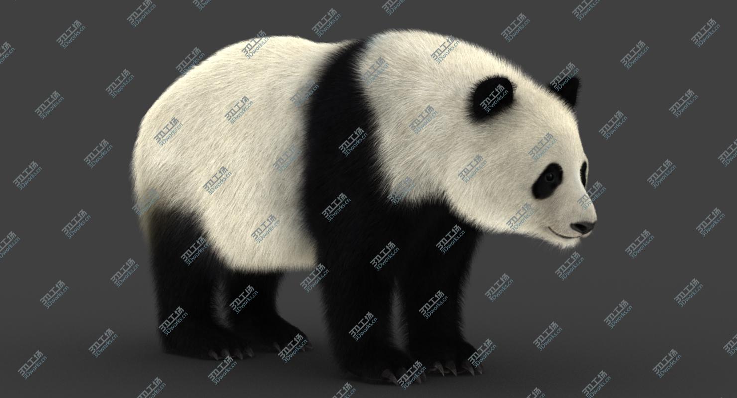 images/goods_img/20210114/Giant Panda (2) (Rig) (Fur) 3D model/4.jpg